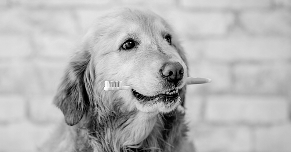 Can Dogs Get Gingivitis? And Other Pet Dental Questions, Answered 8 - Canva Image - Dr. Jeff Werber Veterinarian Blog
