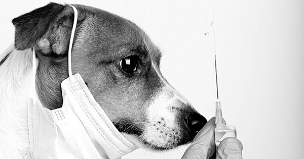 Can I Administer My Pet's Vaccines Myself? 2 - Canva Image - Dr. Jeff Werber Veterinarian Blog