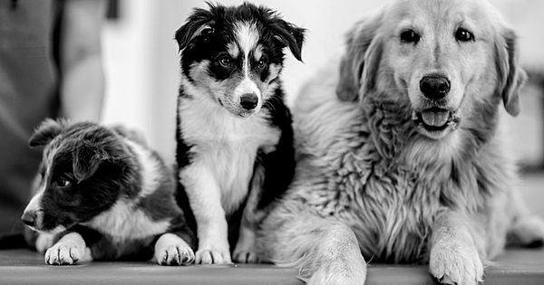Can I Administer My Pet's Vaccines Myself? 4 - Canva Image - Dr. Jeff Werber Veterinarian Blog