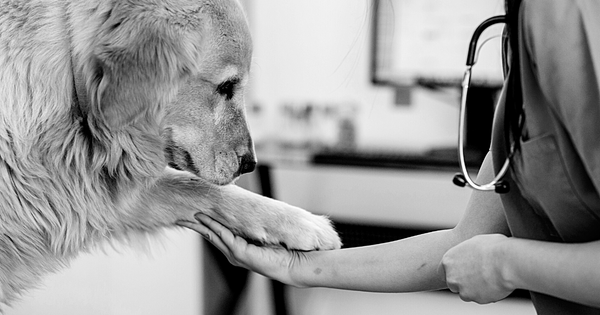 Can I Administer My Pet's Vaccines Myself? 6 - Canva Image - Dr. Jeff Werber Veterinarian Blog