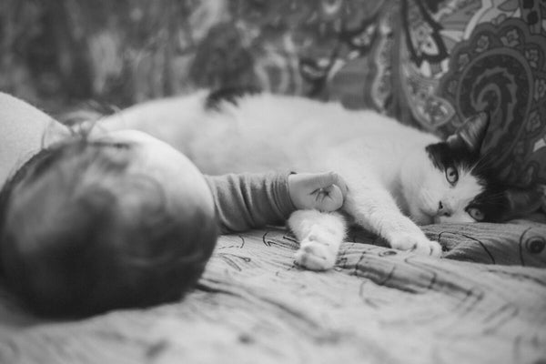 Cat Safe w Newborn 2 - Manja Vitolic Canva Photo - Dr Jeff Veterinarian Blog