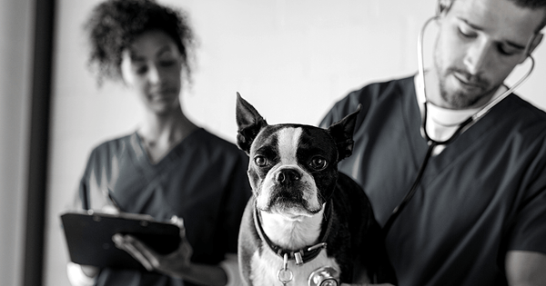 Difference Between Vet Tech & Vet Assistant 5 - Dr. Jeff Werber Veterinarian Blog