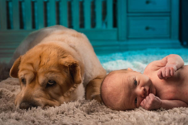 Dog Safe w Newborn 4 - Jimmie Conover Canva Photo - Dr Jeff Veterinarian Blog
