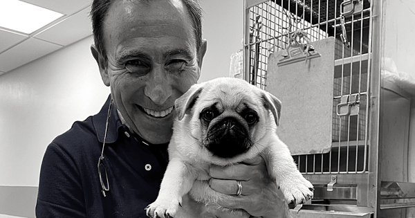 Dr. Jeff Werber's 5 Most Frequently Asked Questions in 2021 6 - Dr. Jeff Werber Celebrity Veterinarian Hollywood CA Blog