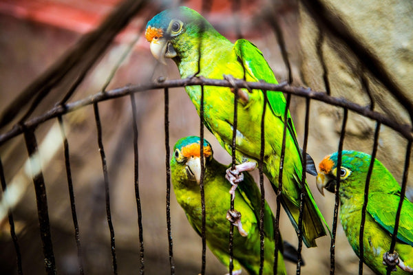 Hermes Rivera Photo - Angry Birds - Bird Pets Article Image 4 - Dr. Jeff Werber Veterinarian Blog