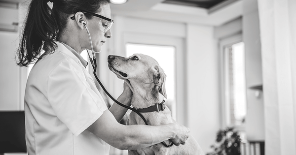 How to Become a Veterinarian 5 - Dr. Jeff Werber Celebrity Veterinarian Hollywood CA Blog