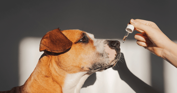 Is CBD Safe for Dogs and Cats? 4 Dr. Jeff Werber Veterinarian Blog  Canva Photo