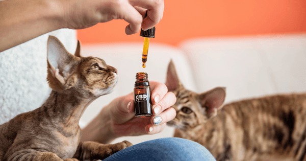 Is CBD Safe for Dogs and Cats? 5 Dr. Jeff Werber Veterinarian Blog  Canva Photo