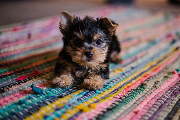 New Puppy Tips Article - Image 4 - Hannah Grace, Unsplash Photo - Dr. Jeff Werber Veterinarian Blog.jpg