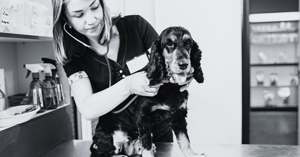 Overnight Vet Pet Care