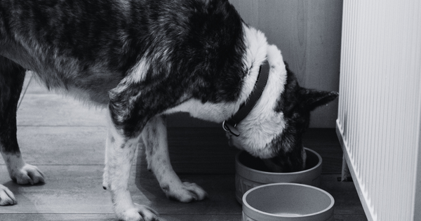 Should Your Dog Drink Beef Broth