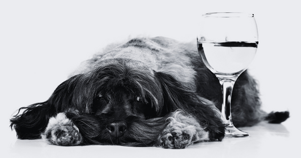 Pets and alcohol