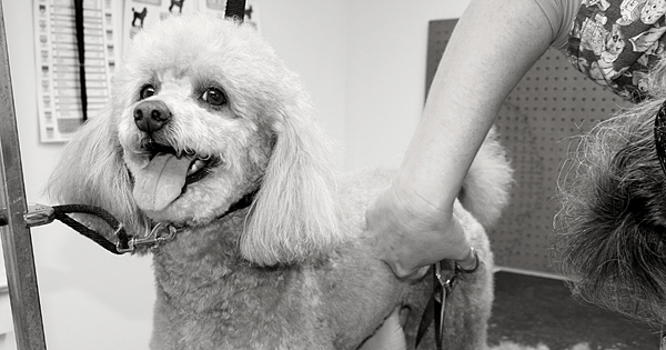 Tips for DIY Dog Grooming from a Vet - Do It At Home! 1 - Dr. Jeff Werber Veterinarian Blog