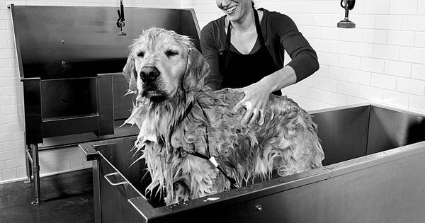 Tips for DIY Dog Grooming from a Vet - Do It At Home! 6 - Dr. Jeff Werber Veterinarian Blog