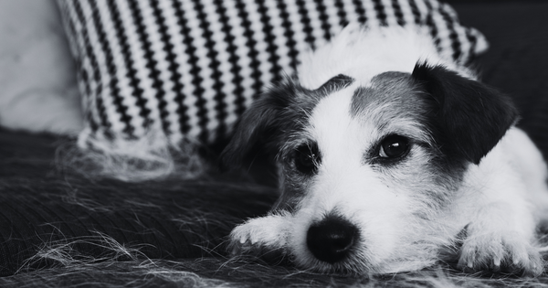 Seasonal Shedding in Pets