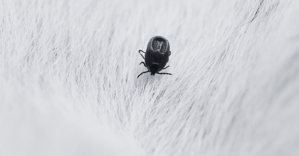 Understanding Ticks and Their Risks