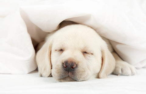 A puppy asleep under the covers