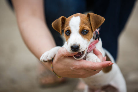 A Jack Russell Terrier puppy mouthing on someone's hand