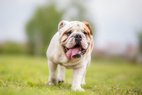 An English Bulldog