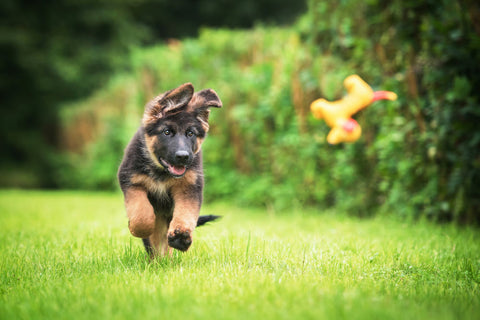 An adolescent German Shepherd excited to go for a long walk
