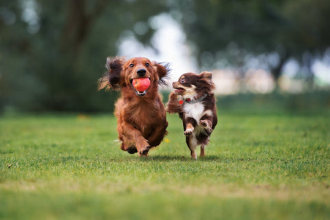 A Dachshund & a Pomeranian play together with a ball