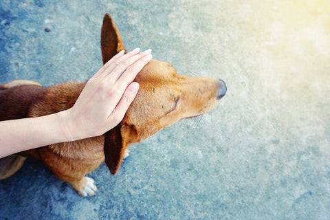 A dog being stroked on its head