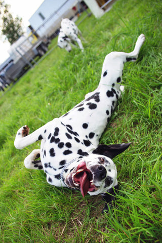 a Dalmatian rolling in a scent