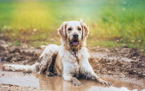 Dirty Golden Retriever rolling in wet mud