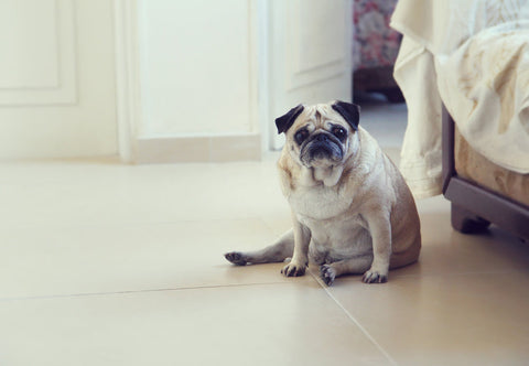 A bloated, constipated Pug