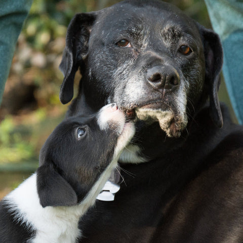 An older, greying dog with a puppy licking its face