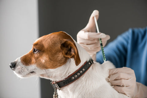 A Jack Russell Terrier receiving its vaccinations