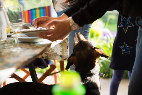 A dog begging for table scraps