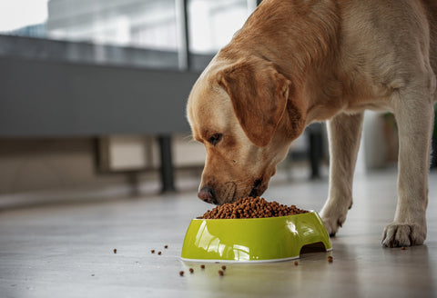 An adult golden retriever eating from its dog bowl