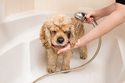 Cockerpoo being showered clean