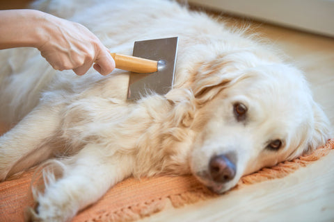 A long haired Golden Retriever having it's coat brushed