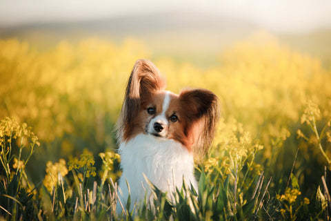 A Papillon in a field of flowers