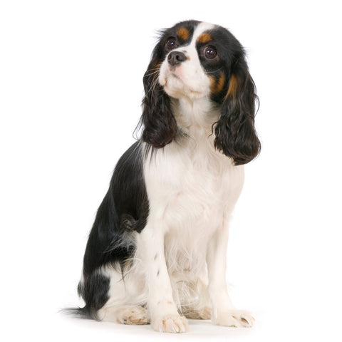 A Cavalier King Charles Spaniel