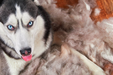 Malamute surrounded by mounds of shed hair