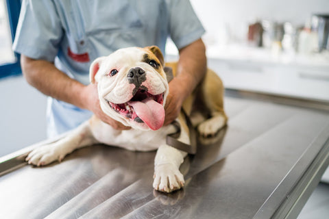 A bulldog puppy at the vet