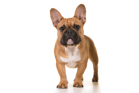 A French Bulldog looking into the camera