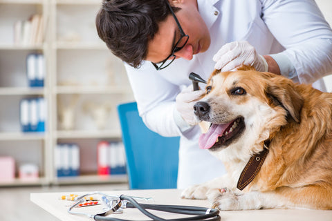 A dog being checked over by the vet