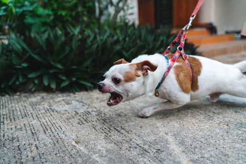 A Jack Russell growling and pulling hard on its lead