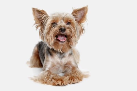 A Yorkshire Terrier against a white background