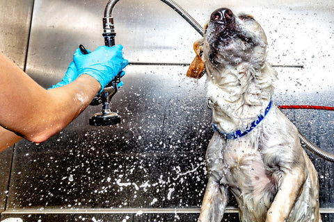 A dog shaking off excess water after being cleaner by the groomer