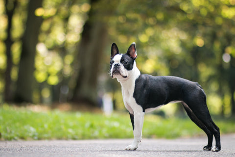 A Boston Terrier