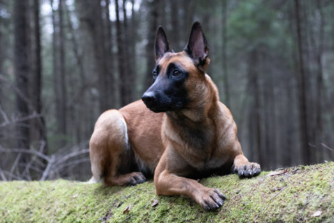A Belgian Malinois sitting on a moss cover log in some woodland