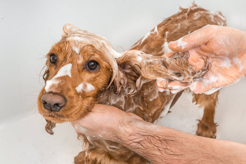 A golden Cocker Spaniel being bathed