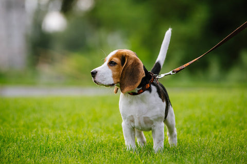 Beagle puppy out for a walk