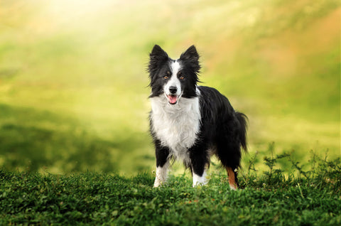 A Border Collie standing in green fields facing the camera