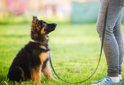 A small German Shepherd puppy at an obedience training class